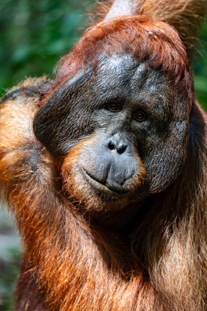 another orangutan close up 