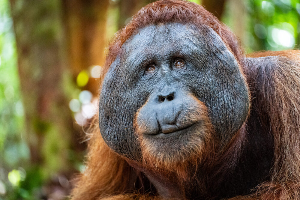 close up of an orangutan with a cut in its lip