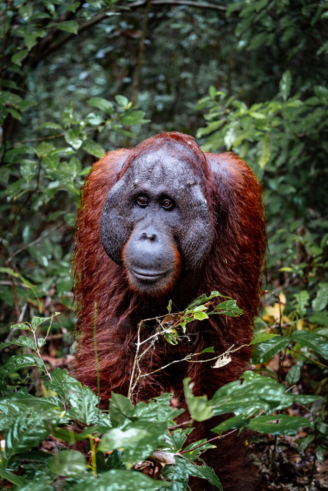 a majestic male orangutan comes out of the jungle 