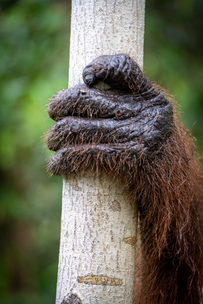 close up of an orangutan hang 