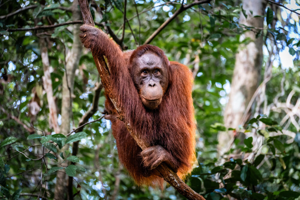 one orangutan perches on a branch above our heads 