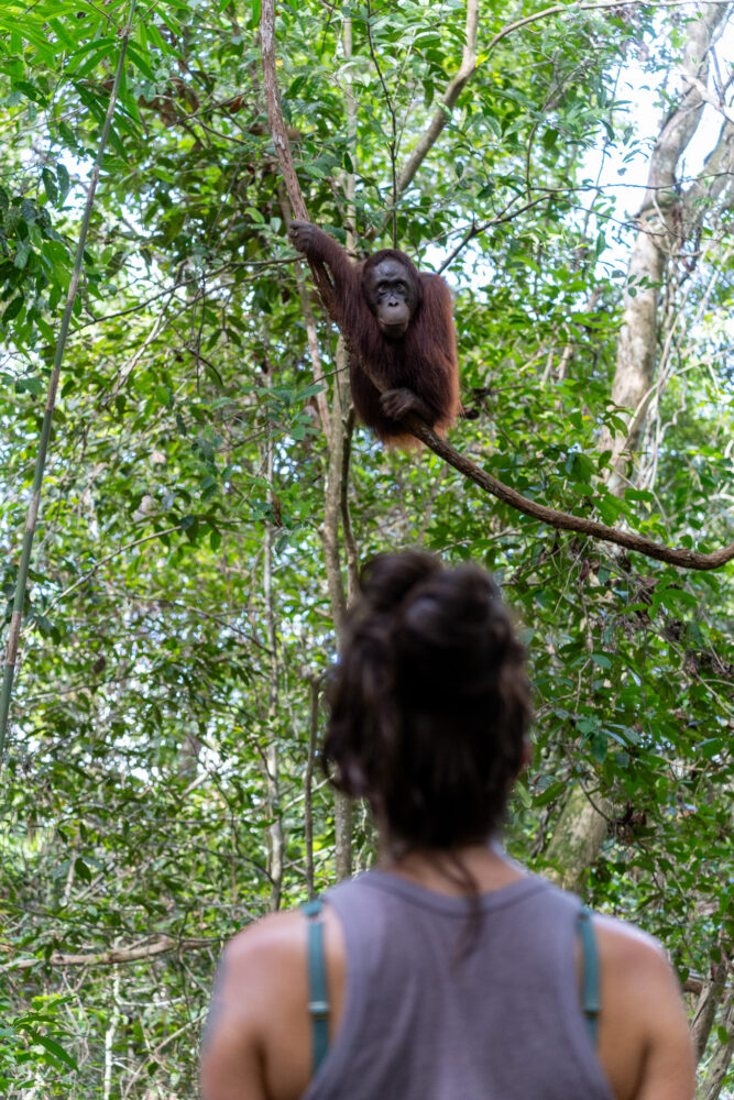 me looking up at a perched orangutan 