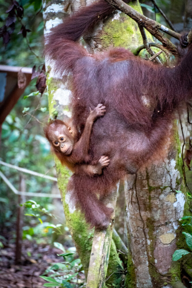 small baby orangutan on the back of a mom orangutan climbing a tree 