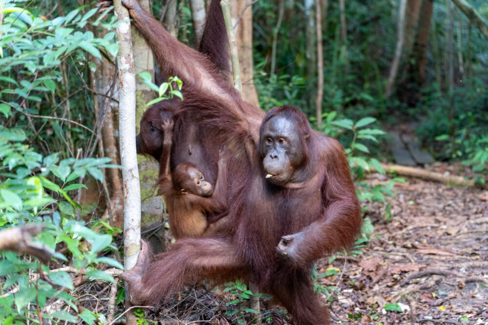 a small family of orangutans in the jungle 