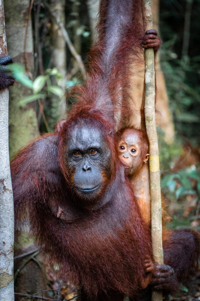 A mother and a baby Orangutan suckling on her milk 