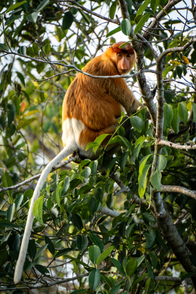 close up of a proboscis monkey in a tree 