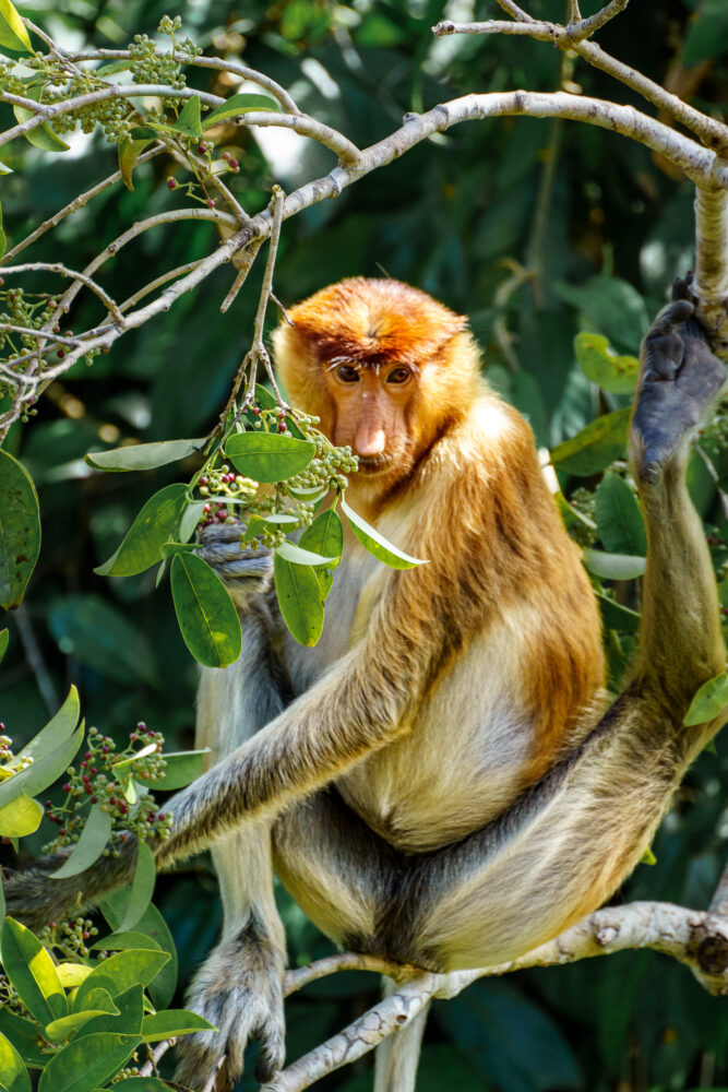 close up of a proboscis monkey 