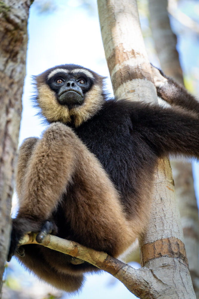 a gibbon in a tree 