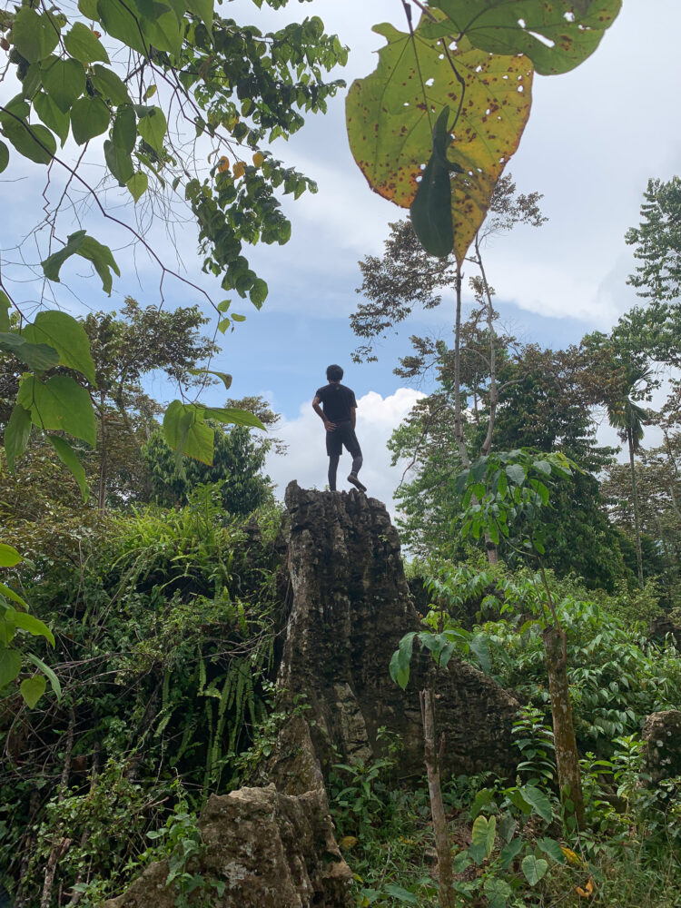 our guide climbs to a high tree surveying Where to See Orangutans in the Wild