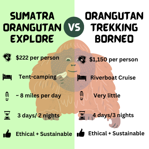 a comparison of Where to See Orangutans in the Wild