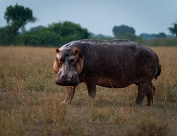 A hippo out of the water staring at the camera