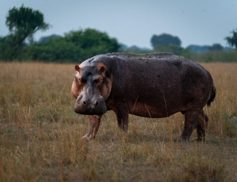 A hippo out of the water staring at the camera