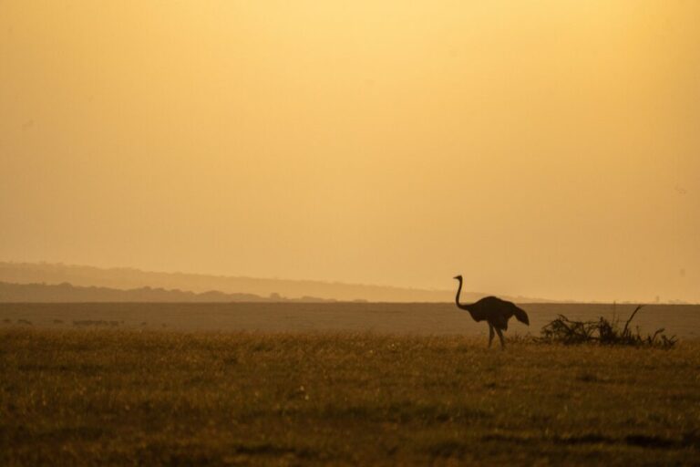 an ostrich in a dramatic sunset