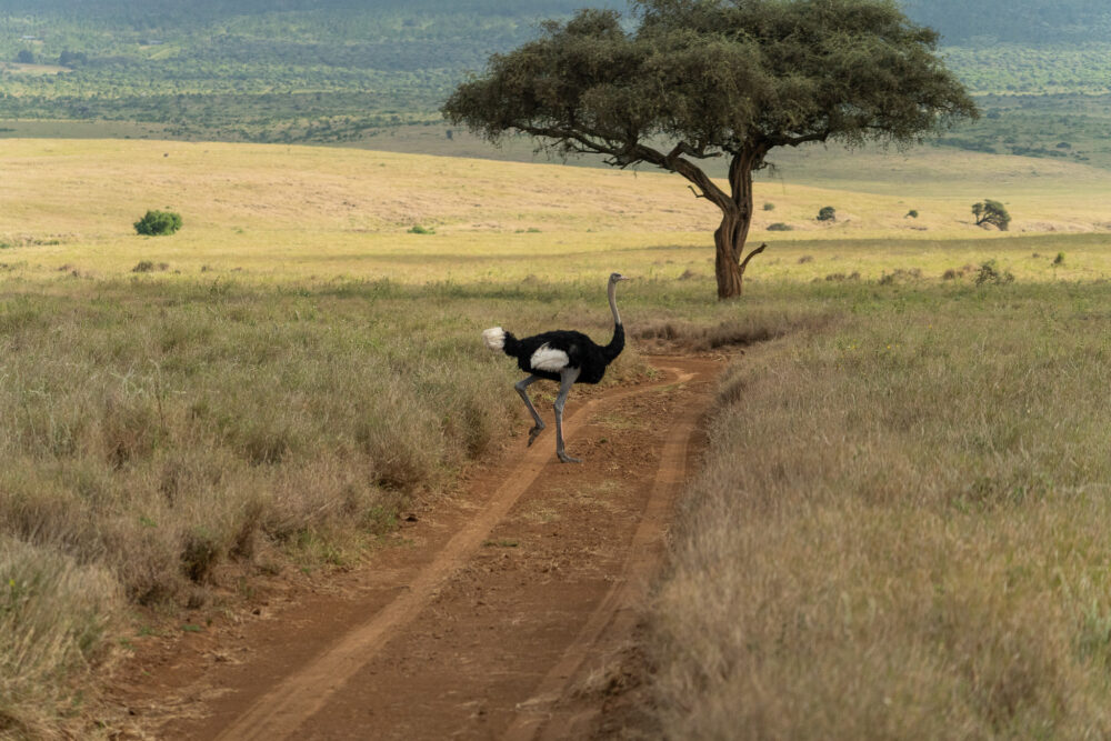 an ostrich walking in the dirt road with a tree behind it