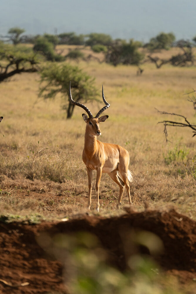 one long horned impala standing on a dirt mound