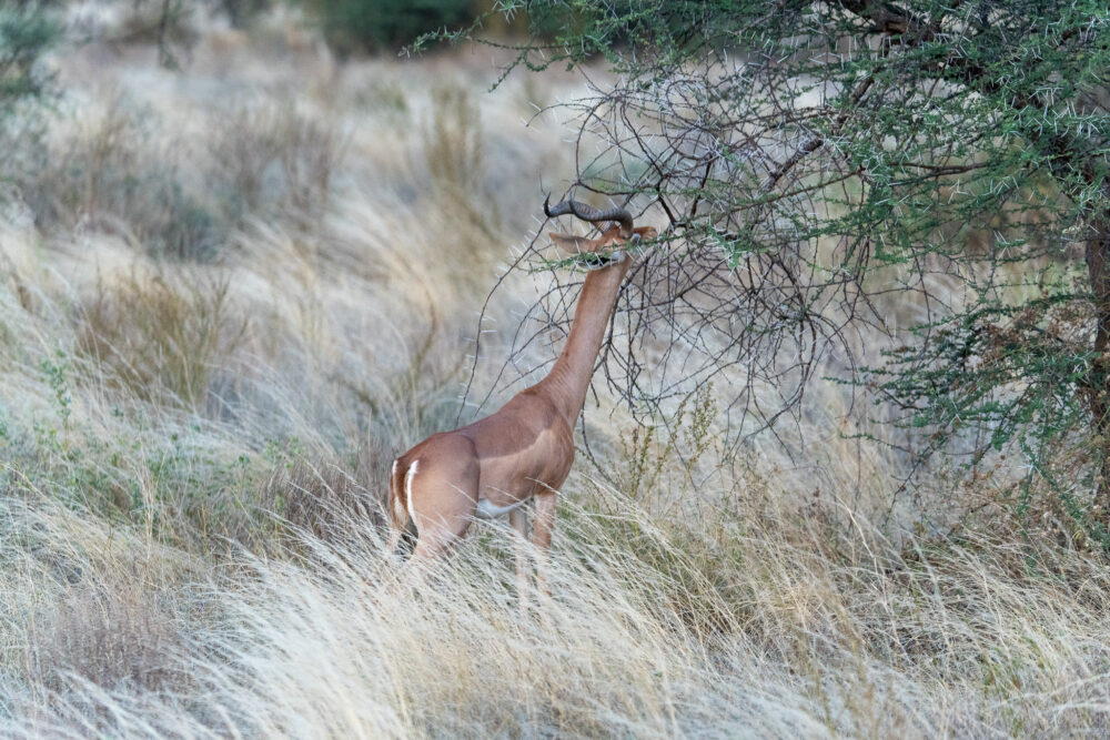 a long necked gerenuk stretches to gte leaves in a bush