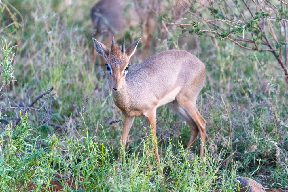 a small dik dik eats grass