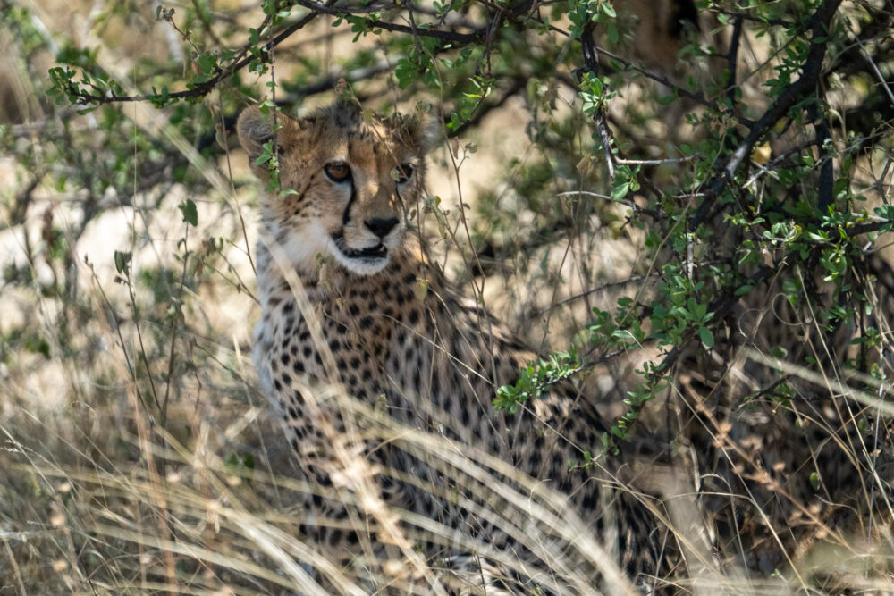 a cheetah pokes its head out of the green bushes