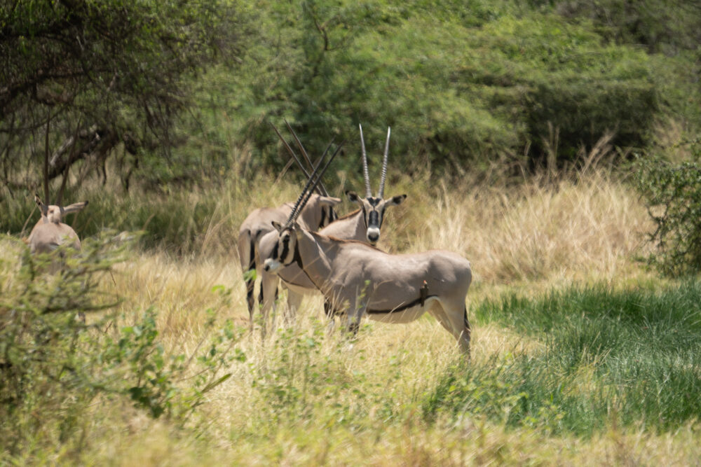 several oryx stand in a grassy field