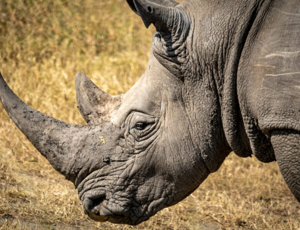 up close photo of a rhino