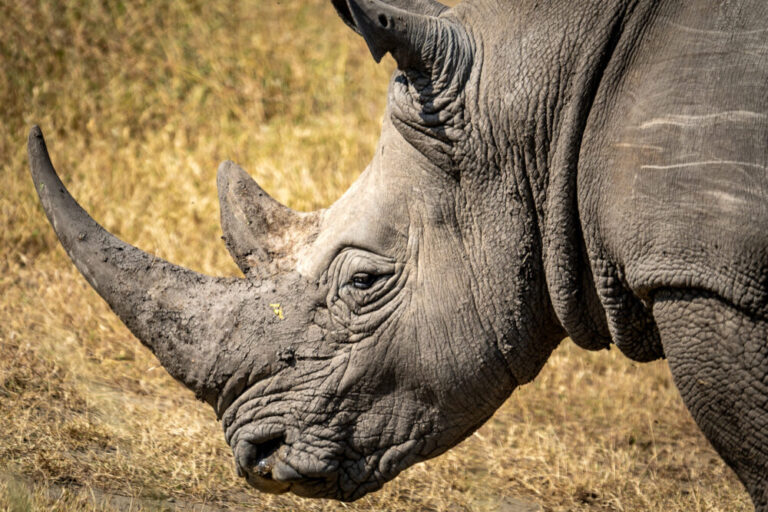 up close photo of a rhino