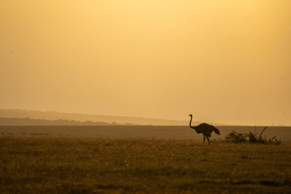 An ostrich in the glow of sunset