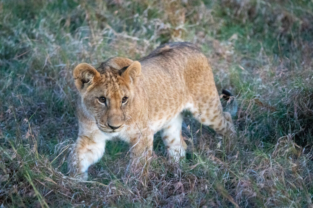 a young lions prowls through the grass