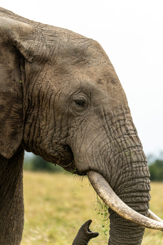 close up of an elephant eating grass