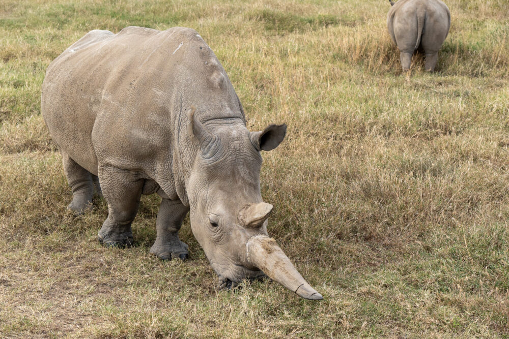 one of the last Northern White Rhino in the world