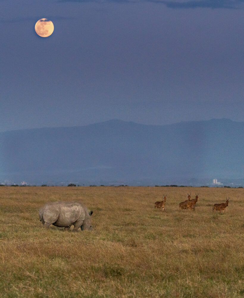 a rhino in a field with antelope at dusk with a full moon in the sky