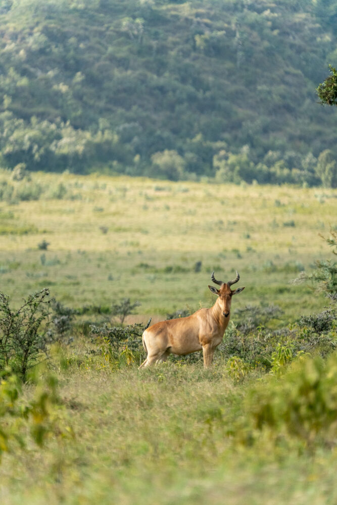 hartbeest in the green meadows of Kenya