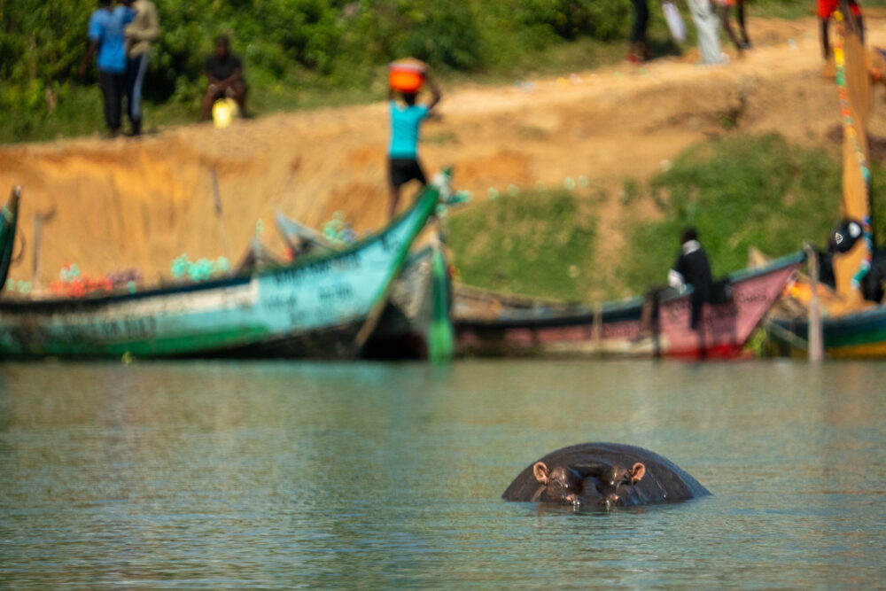 hippo floating in the water with fishermen behind it