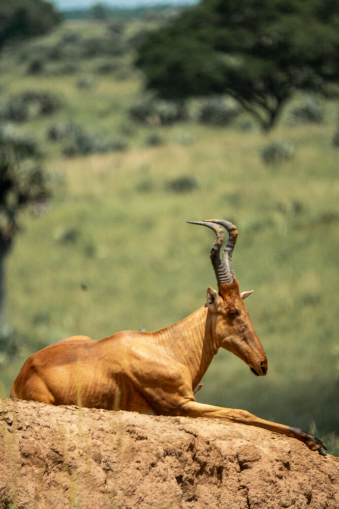 side profile of a hartbeest with green fields behind him