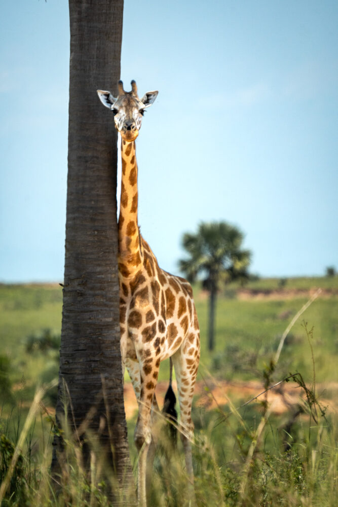 a giraffe standing next to a tree with blue sky behind him