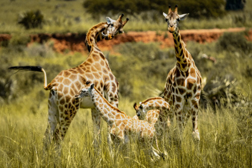 three giraffes cleaning themselves with their necks bent in a grassy area. Common sight with this  Murchison Falls National Park Guide