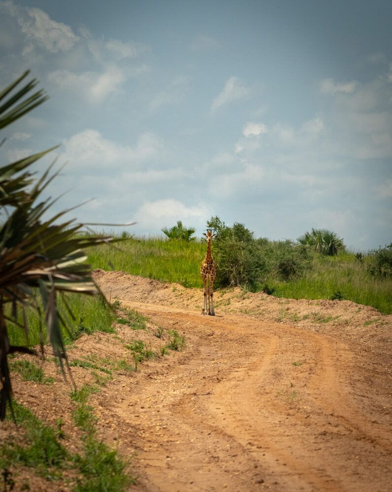 a single giraffe standing in a dirt road beneath a blue sky and clouds