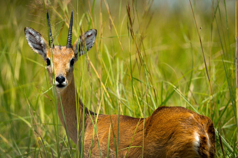 an oribi looks surprised standing in a tall green grass area looking at the camera