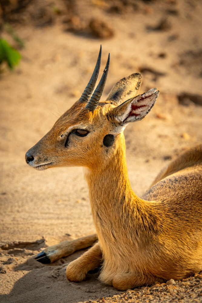 close up of an oribi side profile sitting on the ground