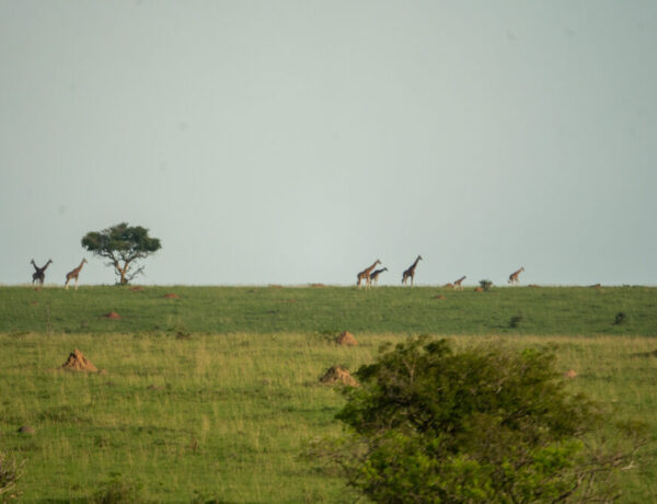 an expanse of the national park that is very green with several giraffe silhouettes on the hillside