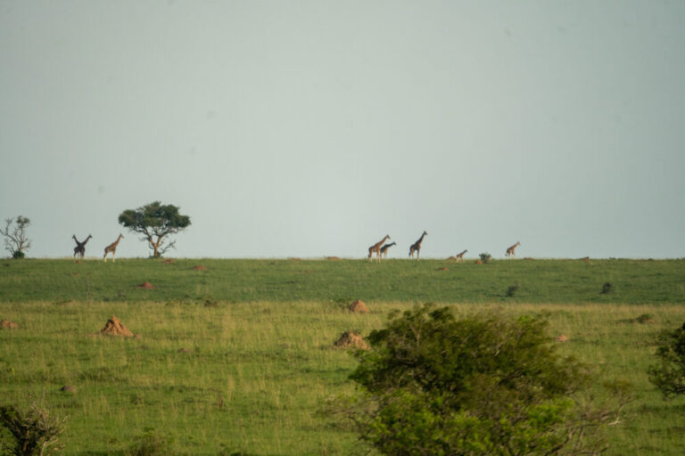 an expanse of the national park that is very green with several giraffe silhouettes on the hillside