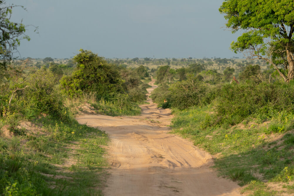 a very sandy dirt road within Murchison Falls National Park