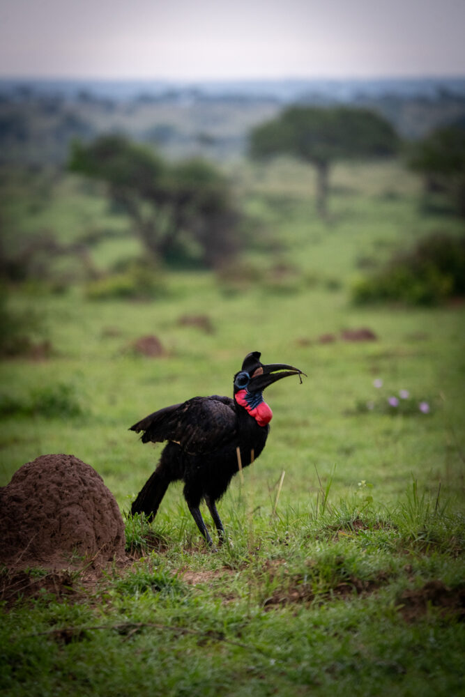 a single black and red ground hornbill catches a seed from the ground.