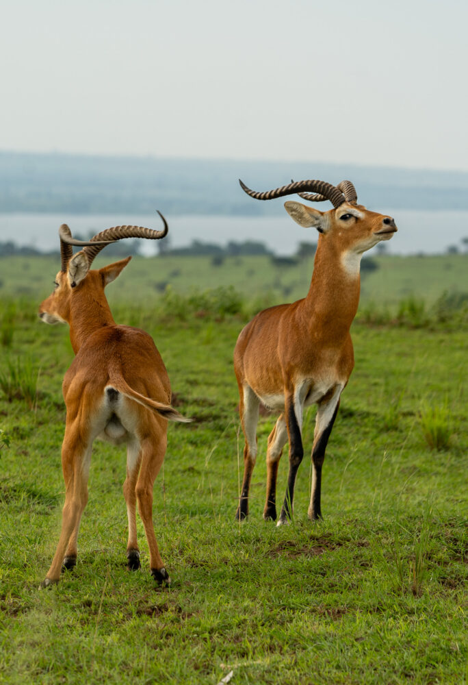 two Ugandan Kob face one another