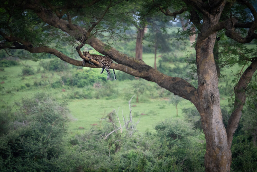 a leopard sits in a tree very far away