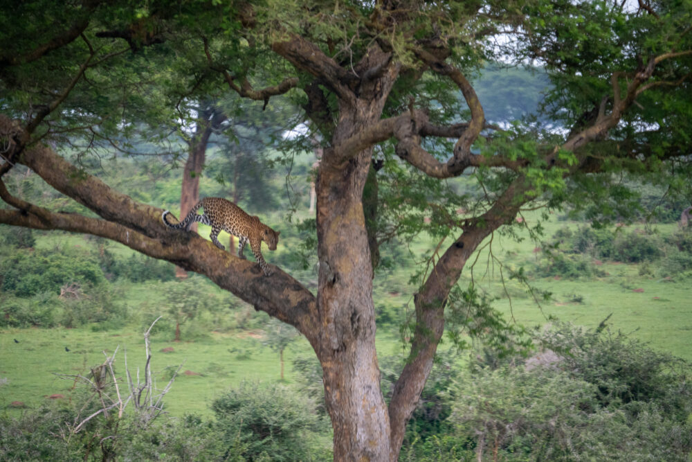 a leopard walks down the tree branch heading to the ground