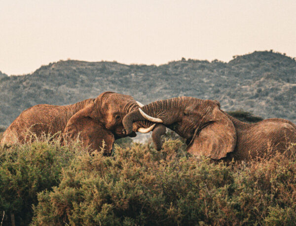 two elephants wrestling with one another