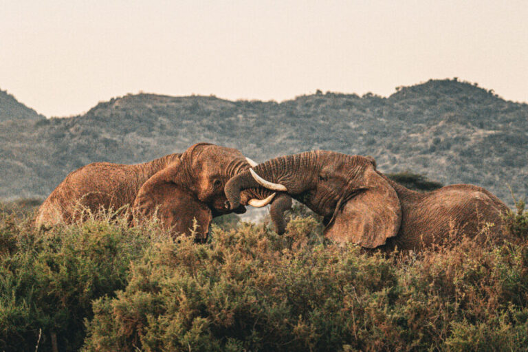 two elephants wrestling with one another