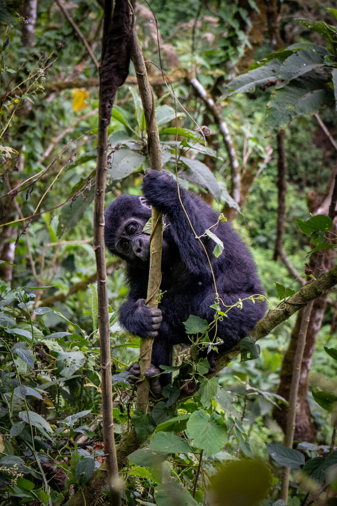 Mountain Gorilla baby biting onto a stalk of vegetation