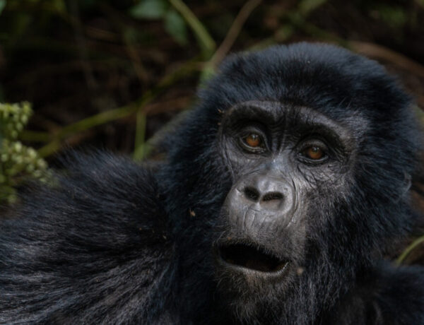 Mountain Gorilla up close making some cute noises