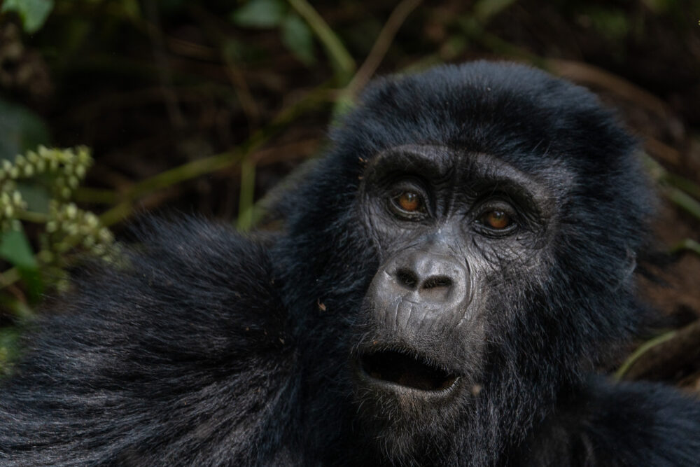 Mountain Gorilla up close making some cute noises